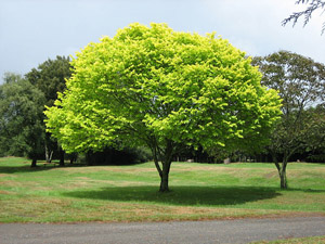 300px-Bright_green_tree_-_Waikato